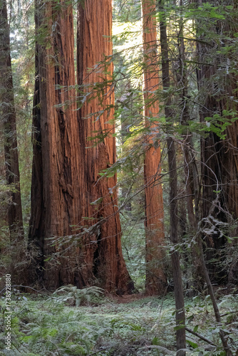 Deep Woods of Muir Woods National Park