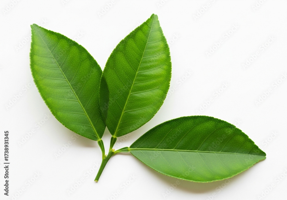 Fototapeta premium Green leaves with smooth veins arranged diagonally on white background, simple botanical subject for eco labels, natural product visuals, wellness graphics and packaging design