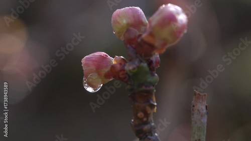 Raindrops on plum flower buds after the rain in Fukuoka city, Japan. without sounds