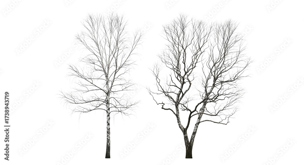Fototapeta premium Winter Birch Tree Duo isolated on transparent background