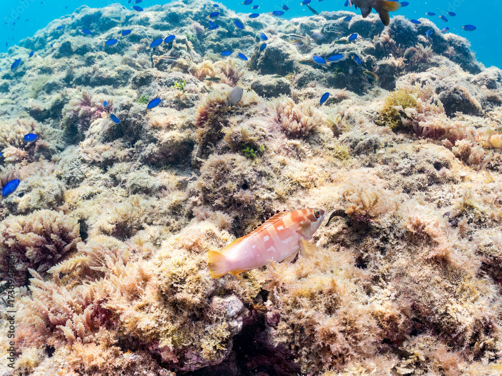 Fototapeta premium ソラスズメダイ, Heavenly Damselfish, Pomacentrus coelestis, スズメダイ科, アカハタ, Blacktip Grouper, Epinephelus fasciatus, ハタ科, 他の群れ。 静岡県伊豆半島南伊豆町中木ヒリゾ浜-2025年 