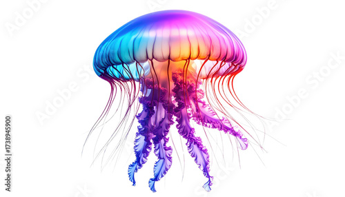Vibrant rainbow colored jellyfish floating gracefully on a white background.