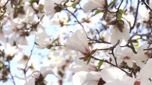 The Kobushi magnolia flower is blooming in the garden of an old house in Fukuoka city, Japan. without sounds
