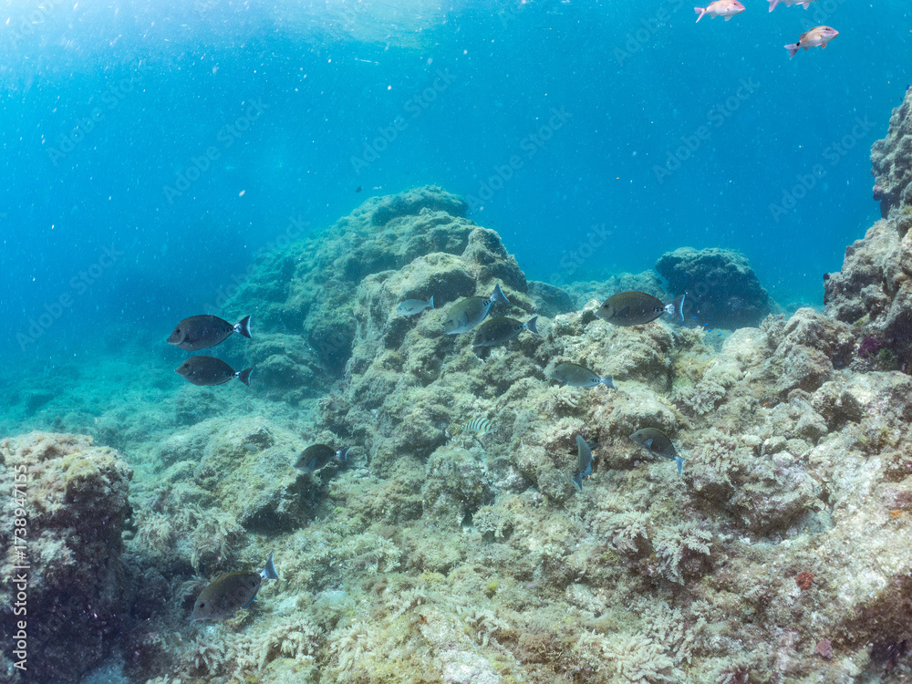 Fototapeta premium ニザダイ, Sawtail, Prionurus scalprum, ニザダイ科, 他の群れ。 静岡県伊豆半島南伊豆町中木ヒリゾ浜-2025年 