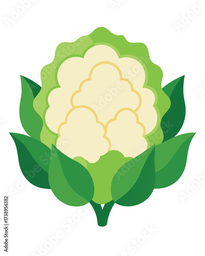 Vector art of a stylized illustration of a fresh cauliflower with green leaves, isolated on a