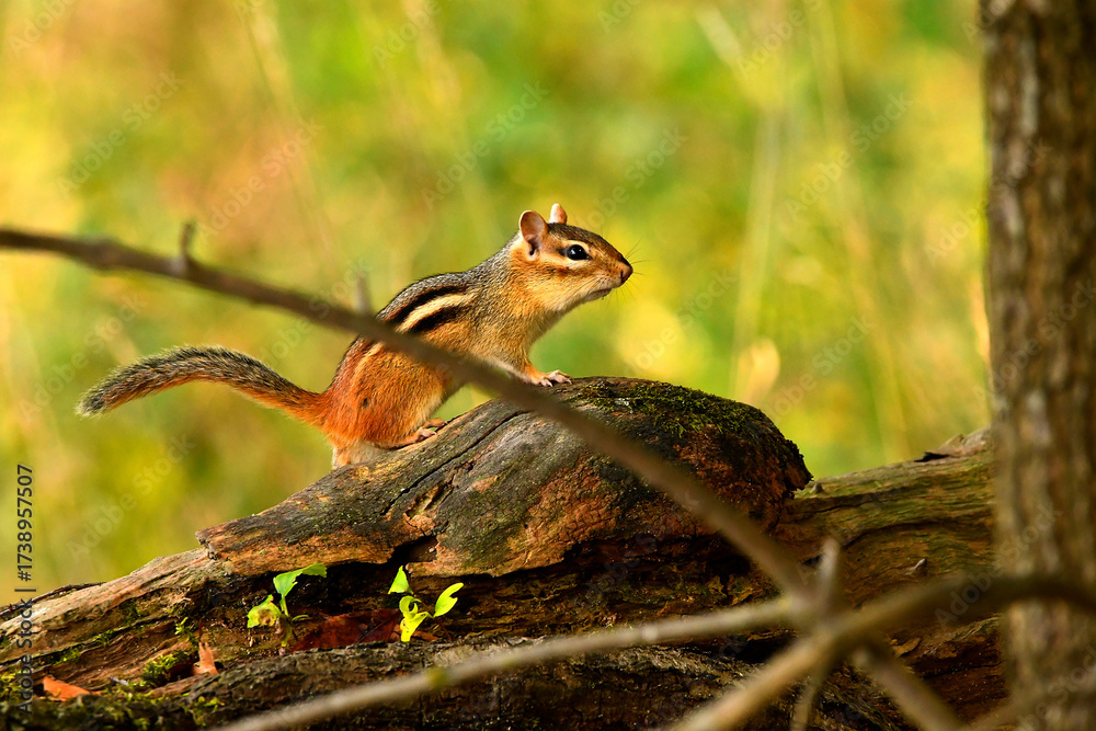 Fototapeta premium squirrel in a tree