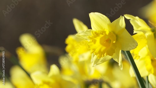 Yellow Daffodil flowers blooming flourishing on natural background, 4k