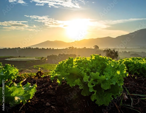 Scenic Sunrise over Lettuce Field with Golden Light on Verdant Plants and Misty Mountains in the Background Landscape View