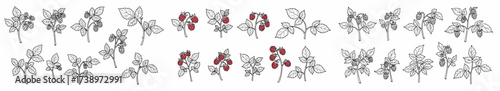 Hop plants and berries line art with transparent background