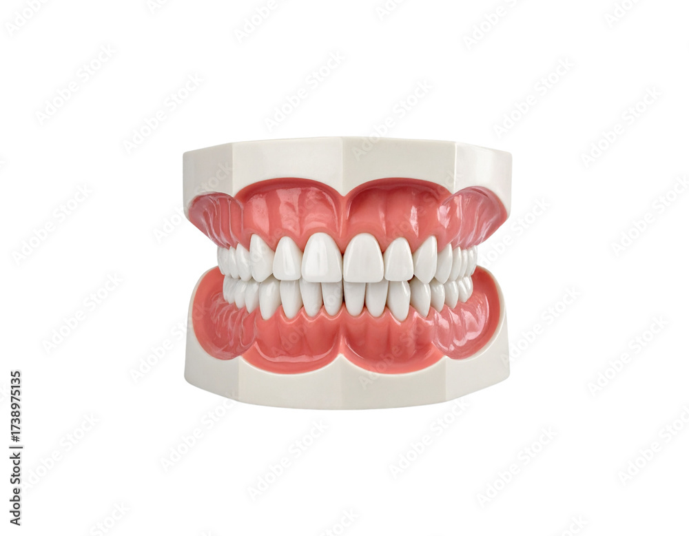 Obraz premium Dental Education Model of Jaw and Teeth White Transparent Background