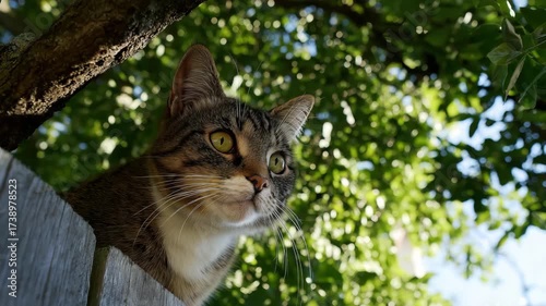 Wallpaper Mural A charming tabby cat peeks over a wooden fence surrounded by lush greenery, embodying curiosity and the joys of outdoor exploration in a serene natural setting. Torontodigital.ca