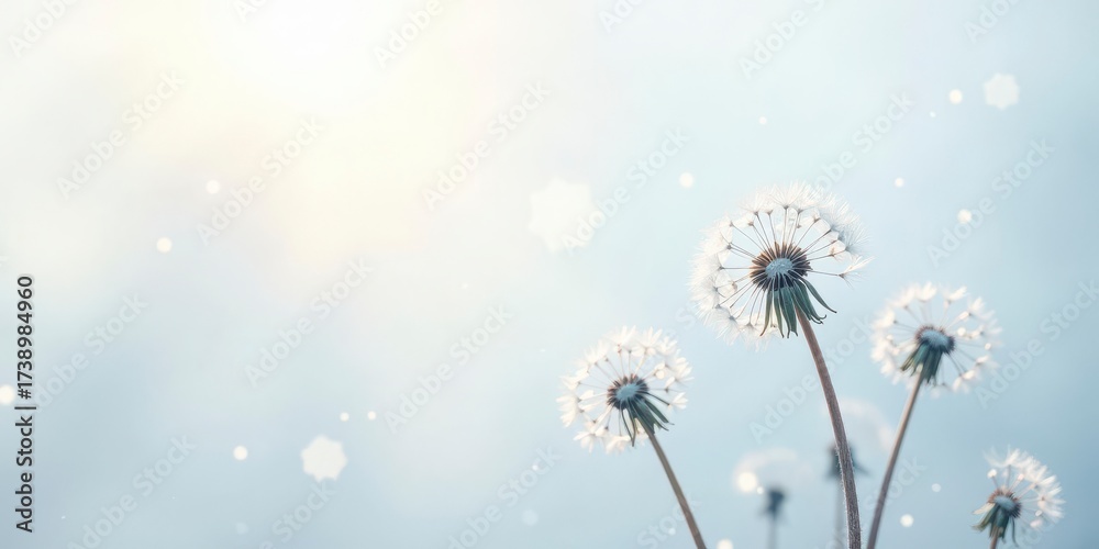 Obraz premium Serene Dandelions in Soft Light, Gently Swaying in a Gentle Breeze, Seeds Drifting on a Calm Day