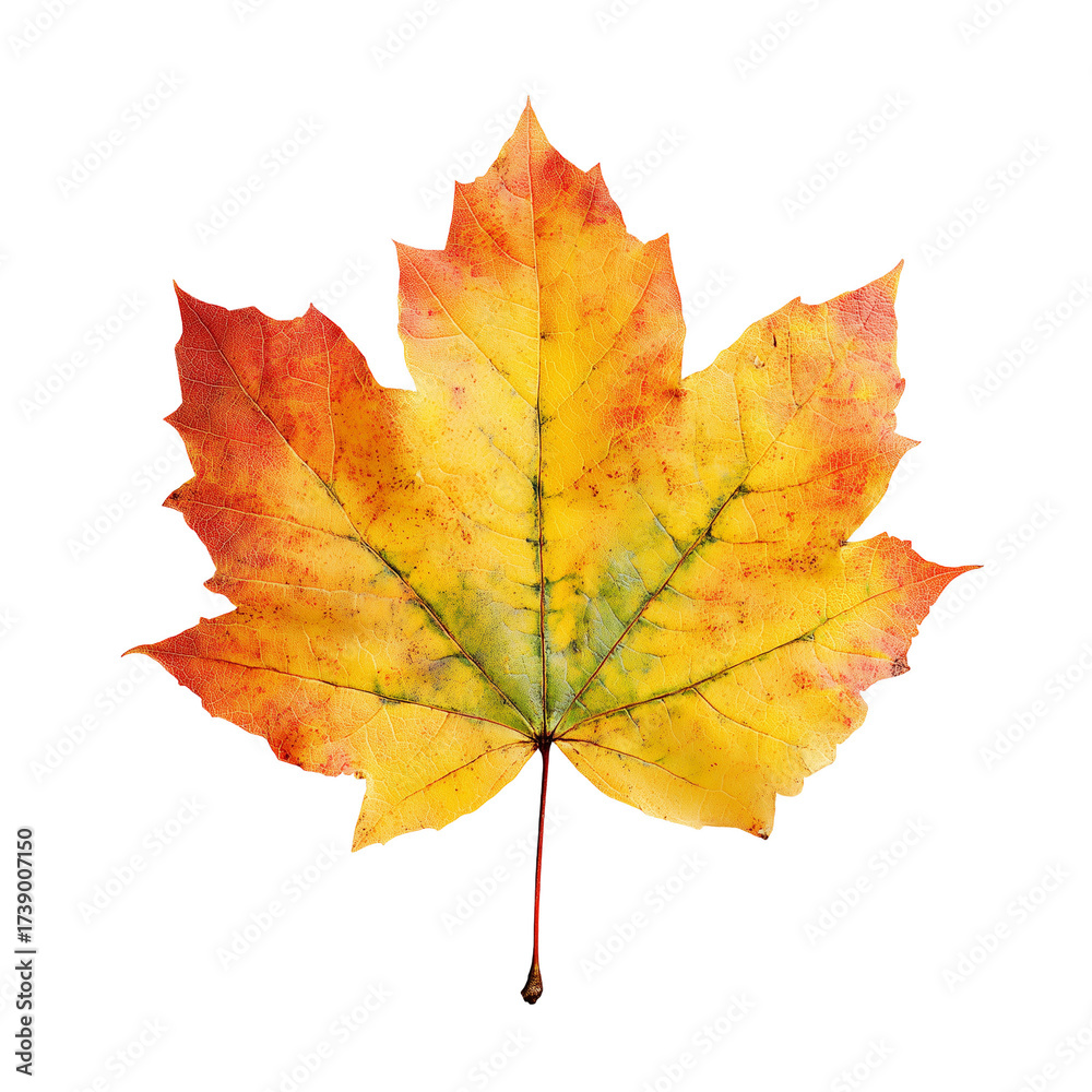 Obraz premium Autumn maple leaf isolated