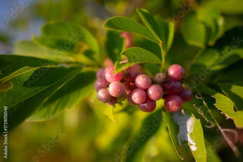 bunch of red grapes.Pinkish-red wild fruit in the evening light