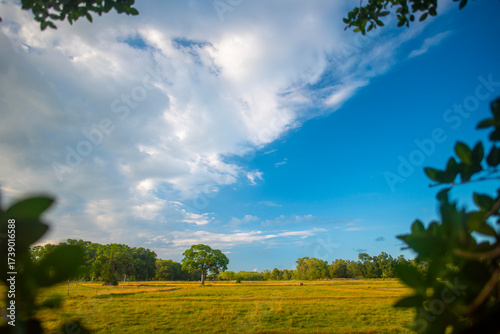 summer landscape with trees.blue sky and white clouds.