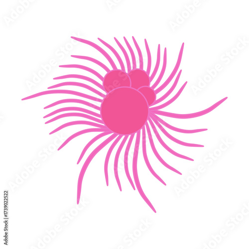 Globigerina Protozoa