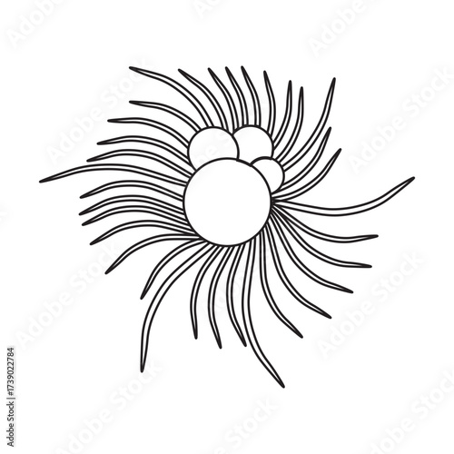 Globigerina Protozoa line icon