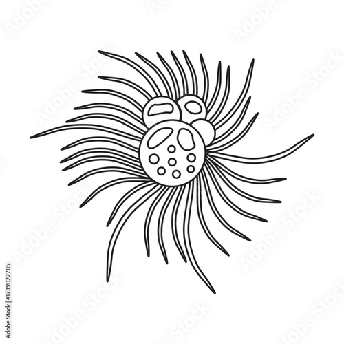 Globigerina Protozoa line icon