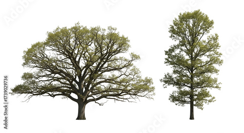 Mature Oak Tree Bundle isolated on transparent background