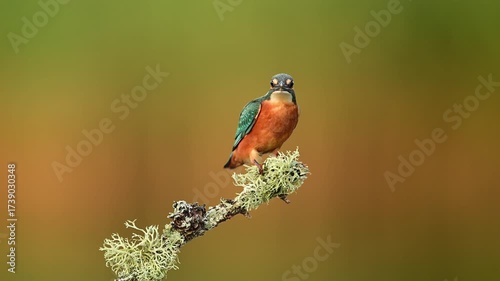 European Kingfisher ( Alcedo atthis ) in slow motion