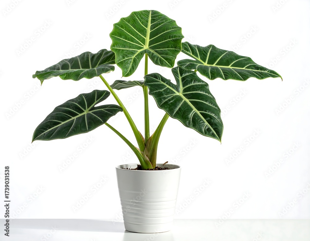 Fototapeta premium Potted plant, vibrant green leaves (2)