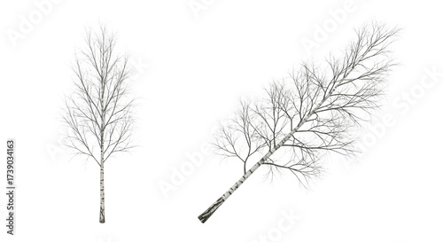 Leafless Birch Tree Collection isolated on transparent background (2)