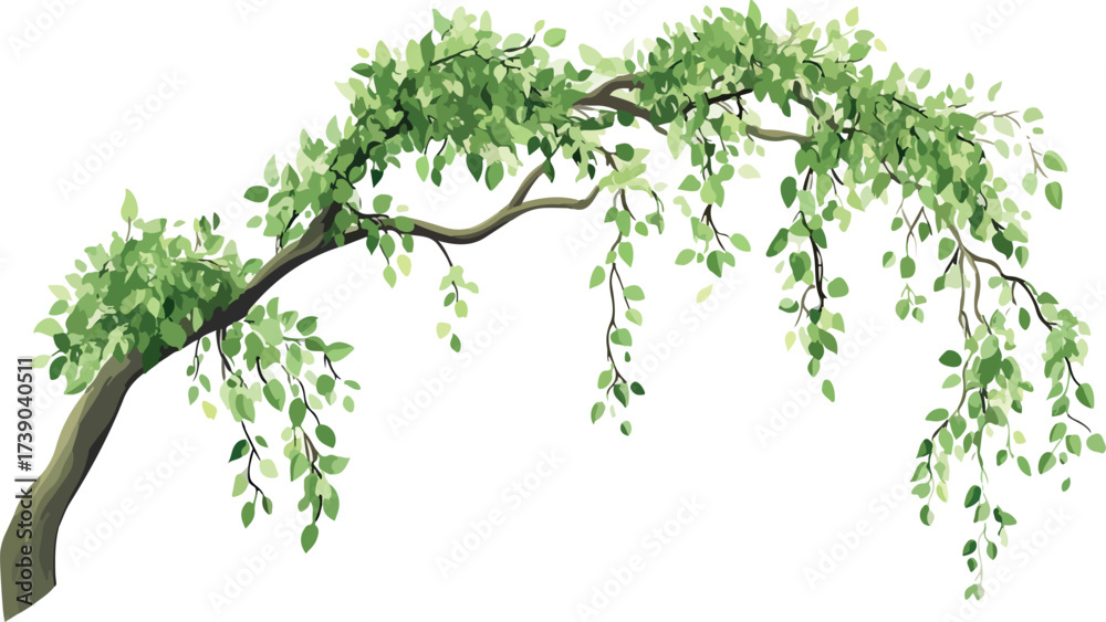 Fototapeta premium Graceful weeping willow tree branch with lush green leaves against a white background