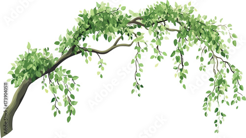 Graceful weeping willow tree branch with lush green leaves against a white background