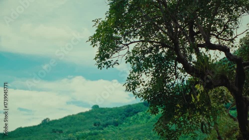 A zoomed medium shot of a tree with the sky and a mountain as a background.