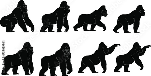 Gorilla silhouettes, primate illustration, wildlife artwork, animal locomotion design, zoology study art, natural posture drawing, jungle mammal concept