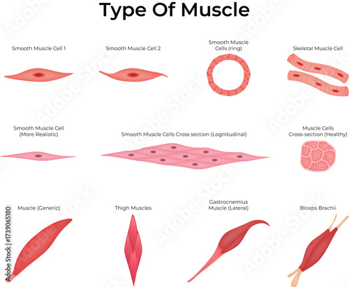 Types of Muscle Cells Smooth, Skeletal, and Detailed Cross-Sections Vector Illustration
