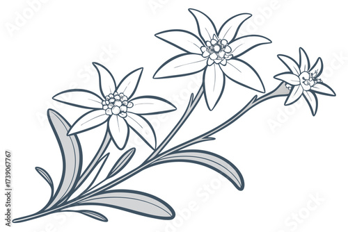 vector illustration of a Edelweiss alpine flower