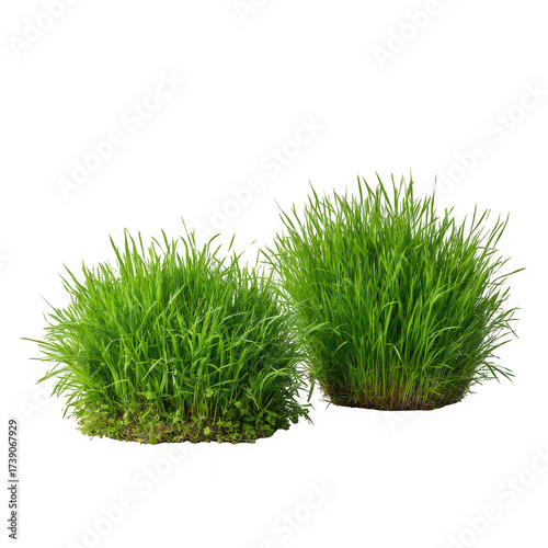 Two lush green clumps of freshly grown wheatgrass sprouts with delicate blades and roots isolated on transparent background
