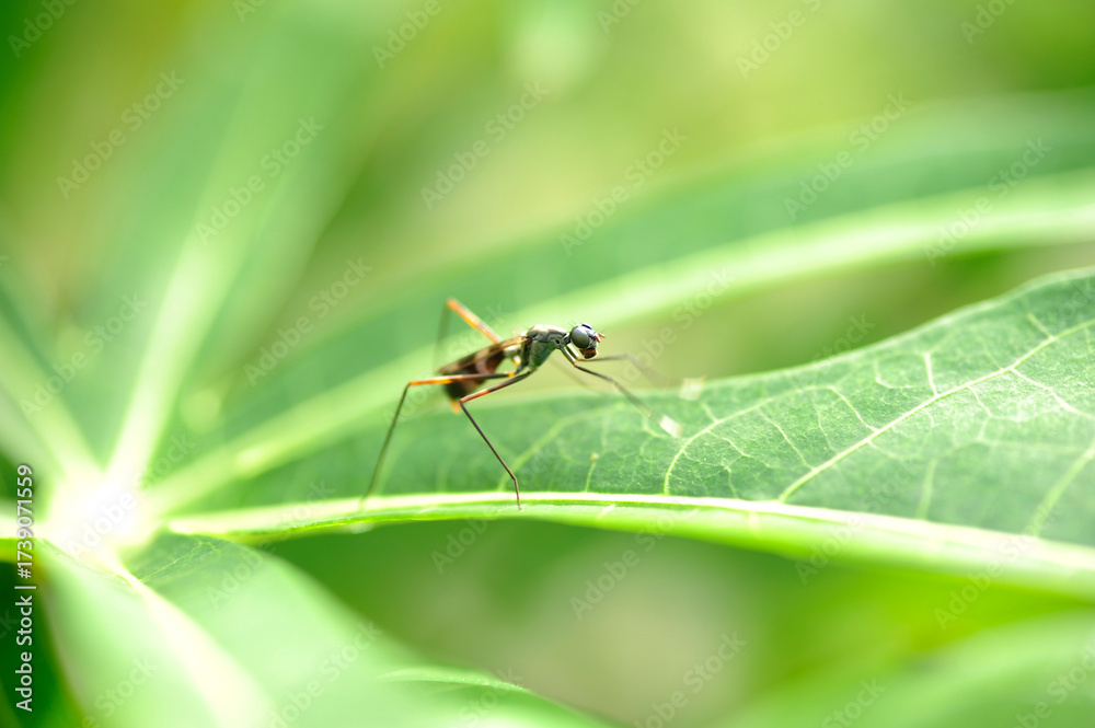 Fototapeta premium Fruit Fly on leaf