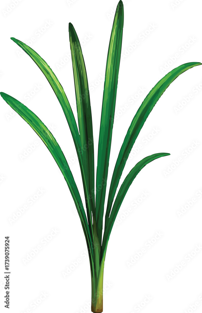 Fototapeta premium Daffodil Plant Without Flower