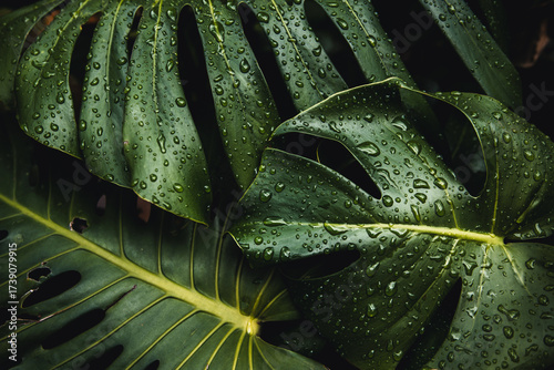 Beautiful monstera deliciosa leaf with rain drops close-up.	
