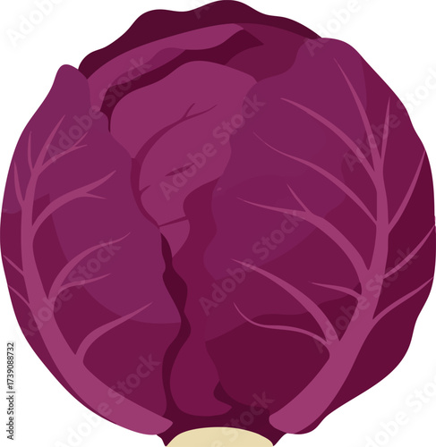 Vibrant purple red cabbage head illustration on a white background, a healthy vegetable.