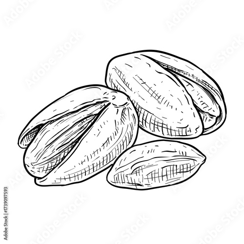 pistachio nuts vector line art hand drawn illustration