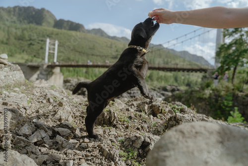 Labrador puppy training outdoors