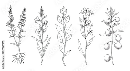 Botanical Herbs Vector Line Art Set, Wildflower Stems Leaves Berries Illustrations