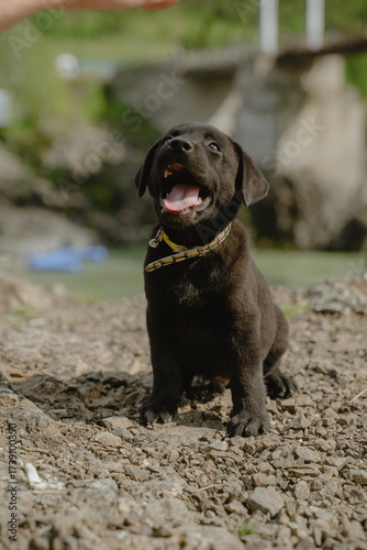 funny black Labrador puppy