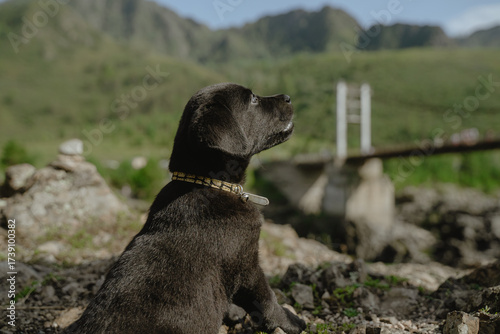 a thoughtful black Labrador puppy