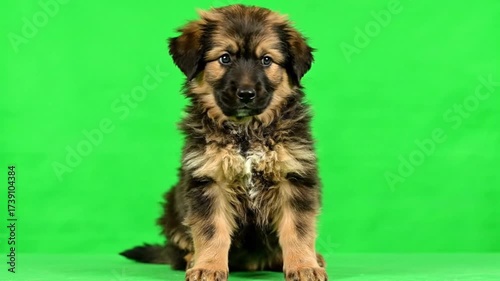 german shepherd dog  on green screen 