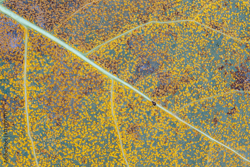 Fungi of the genus Puccinia on the underside of a poplar leaf.