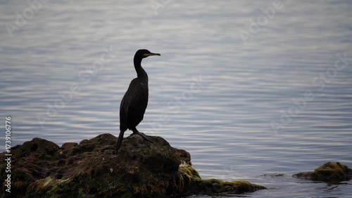 Cormorant bird sea: Cormorant rests on rocks near the sea, possibly preening feathers on a cloudy, overcast day.