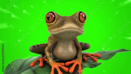 frog on a green background