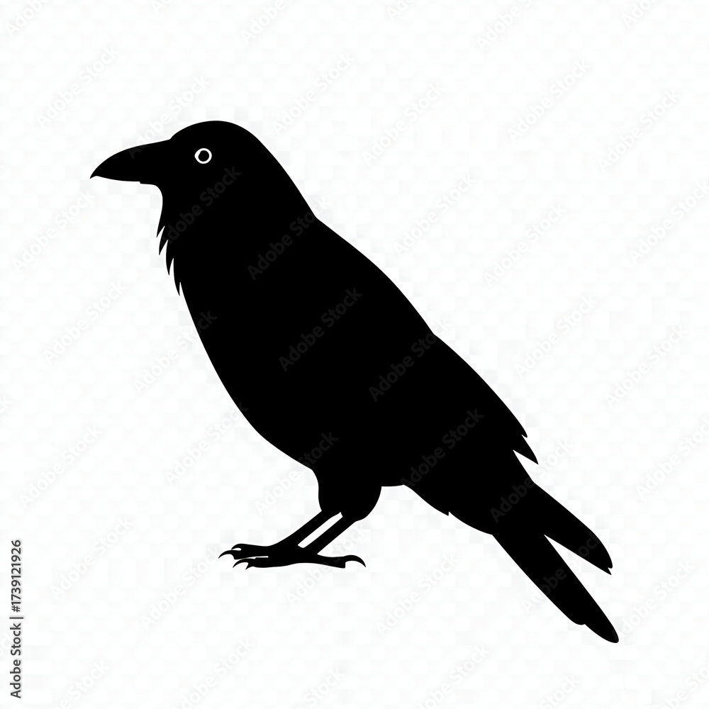 Fototapeta premium Silhouette of a crow standing, facing left, with visible eye detail, isolated on a white background.