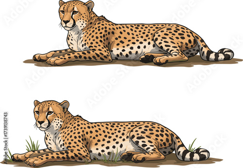 Cheetah illustration, wildlife animal, spotted fur, resting cheetahs, nature scene, African predator, big cats, grassy terrain, realistic drawing, relaxed pose