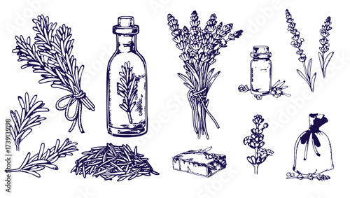 Set of hand drawn herbs and spices design elements. Vector illustration in sketch style