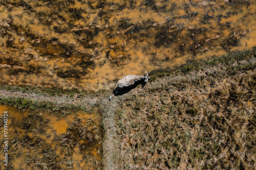 Buffalo Grazing in Wetland Pasture